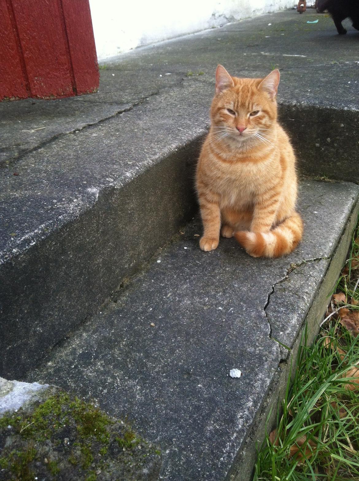 Huskat Milo billede 48