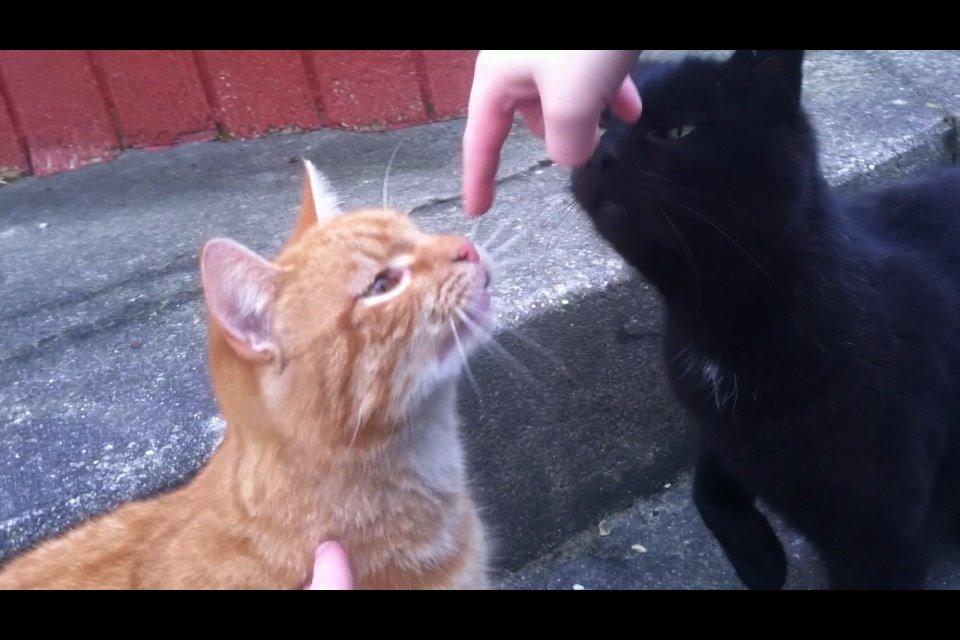 Huskat Milo billede 49