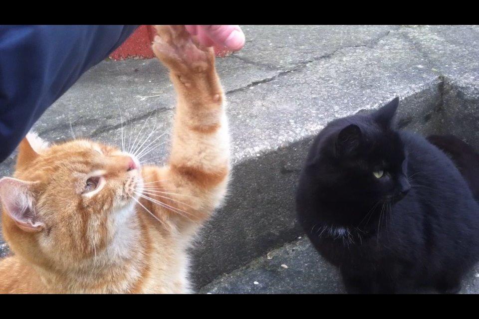 Huskat Milo billede 50