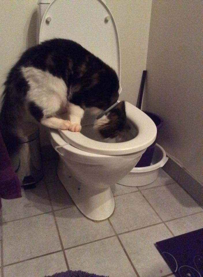 Maine Coon Saluz - han er en bandit en gang i mellem. billede 1