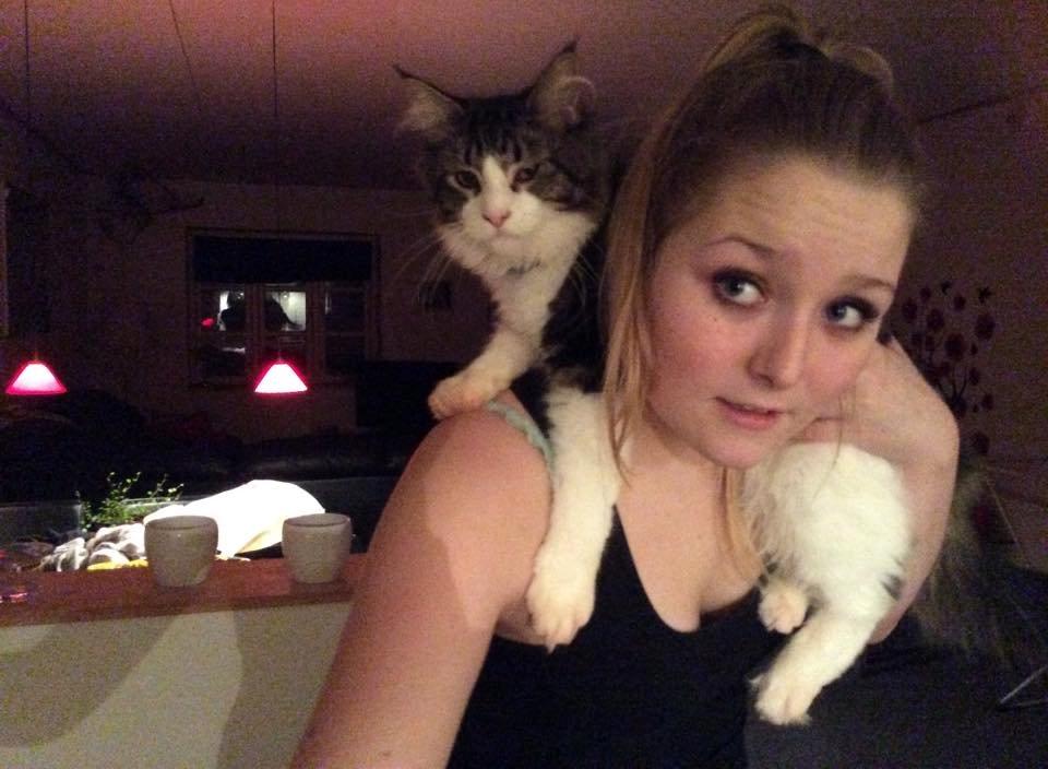 Maine Coon Saluz - Saluz elsker at ligge på min søsters skuldre. billede 2