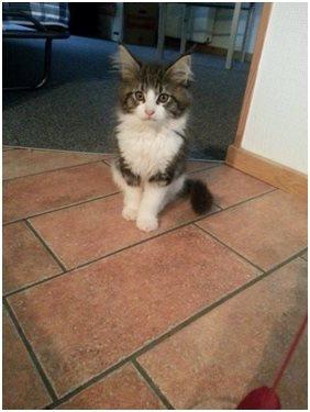 Maine Coon Saluz - første dag vi fik ham. billede 3