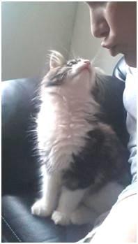 Maine Coon Saluz billede 4