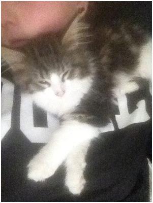 Maine Coon Saluz billede 6