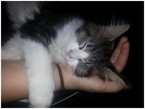 Maine Coon Saluz billede 7