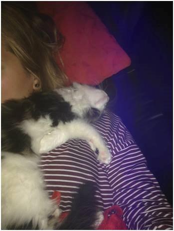 Maine Coon Saluz billede 8