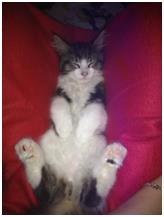 Maine Coon Saluz billede 10