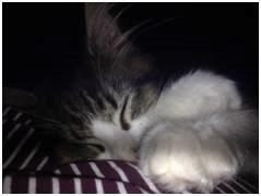 Maine Coon Saluz billede 9