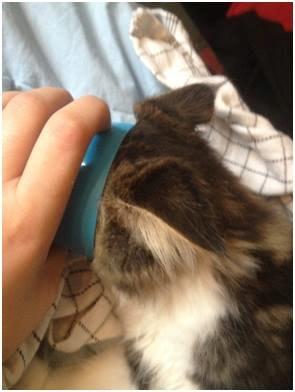 Maine Coon Saluz billede 11