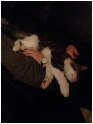 Maine Coon Saluz billede 12