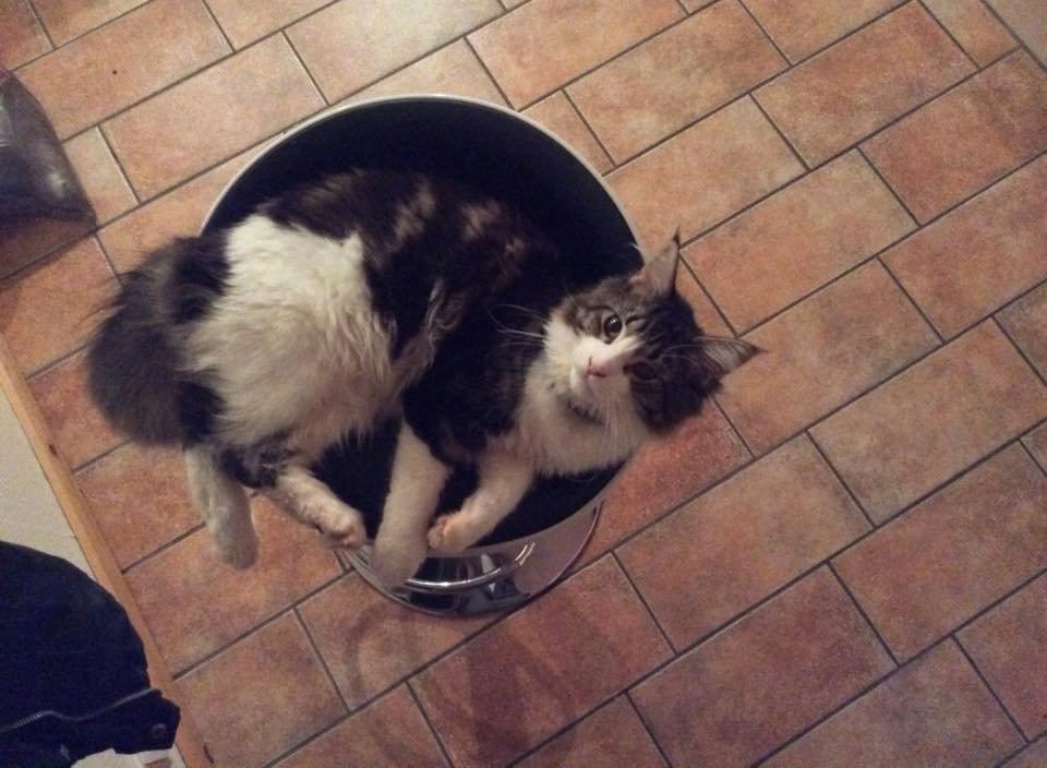 Maine Coon Saluz billede 13