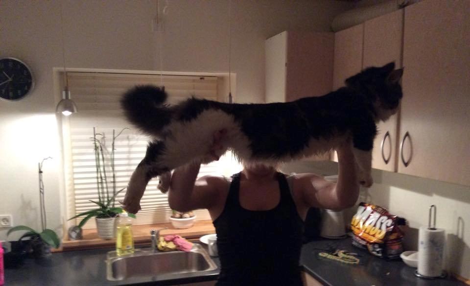 Maine Coon Saluz billede 15