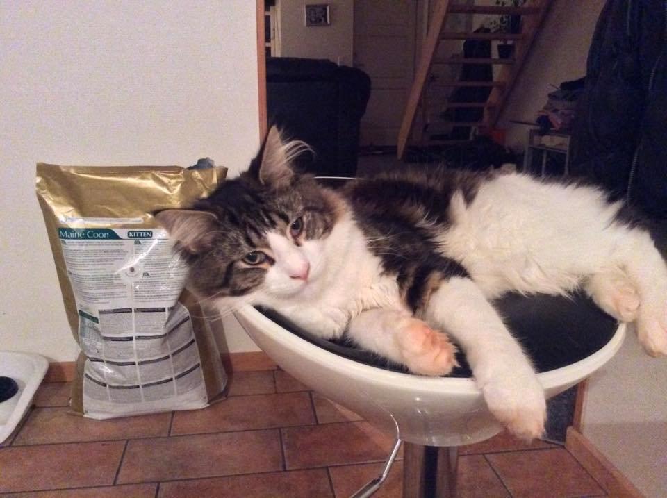 Maine Coon Saluz billede 14