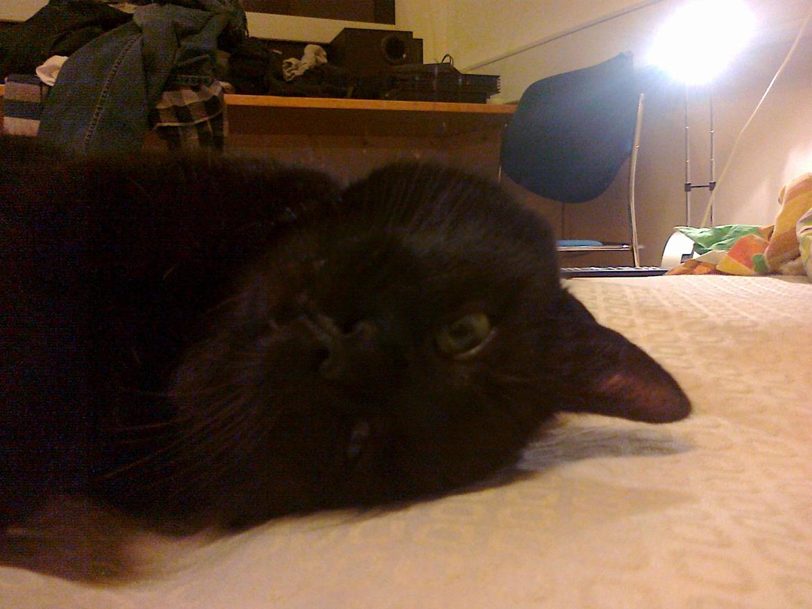 Huskat Samba - Hihii fjolle mis x3! billede 12