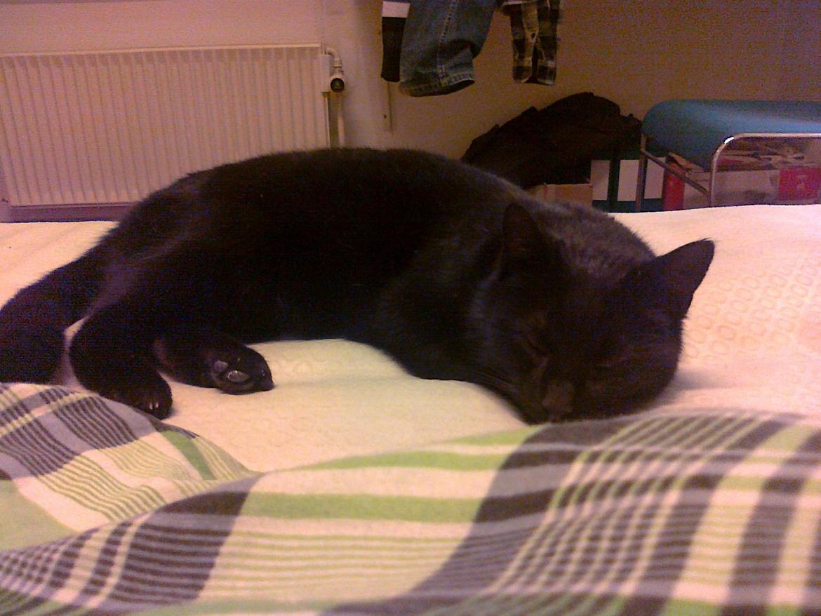 Huskat Samba - Det er dejligt med lidt selvskab når man sætter sig ind på soveværelset for at læse en  bog xD billede 11