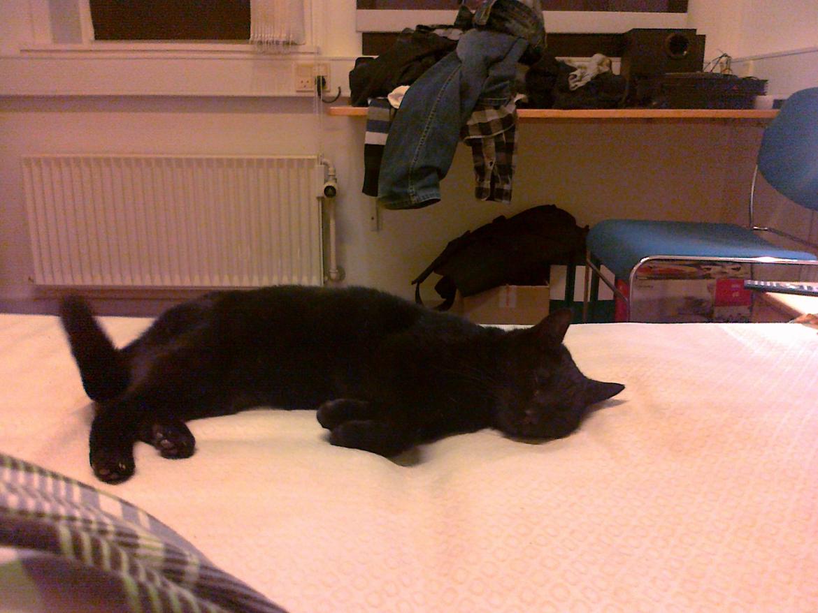 Huskat Samba - Dovne Samba xD billede 14