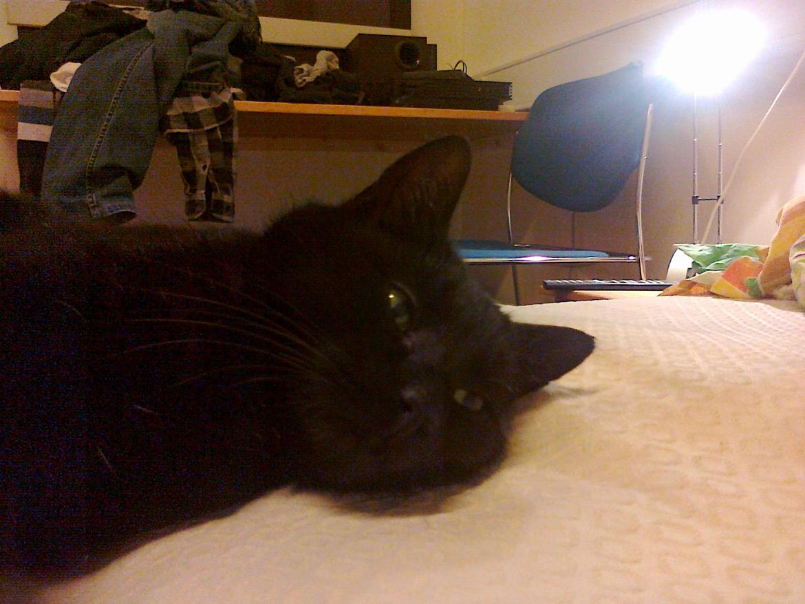 Huskat Samba - Dejligt selvskab ^^  billede 13