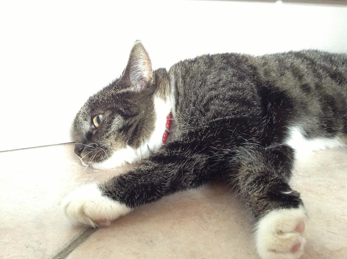 Huskat Line billede 19