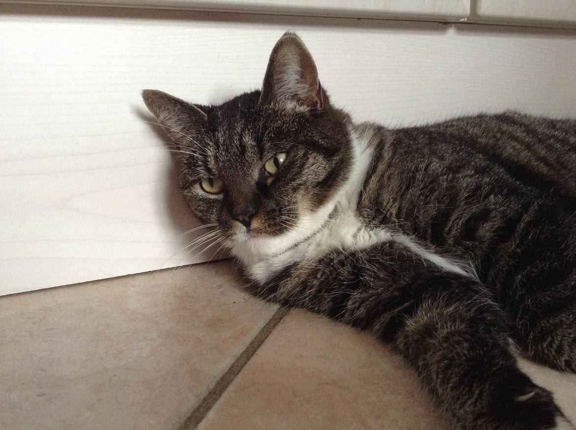 Huskat Line billede 16