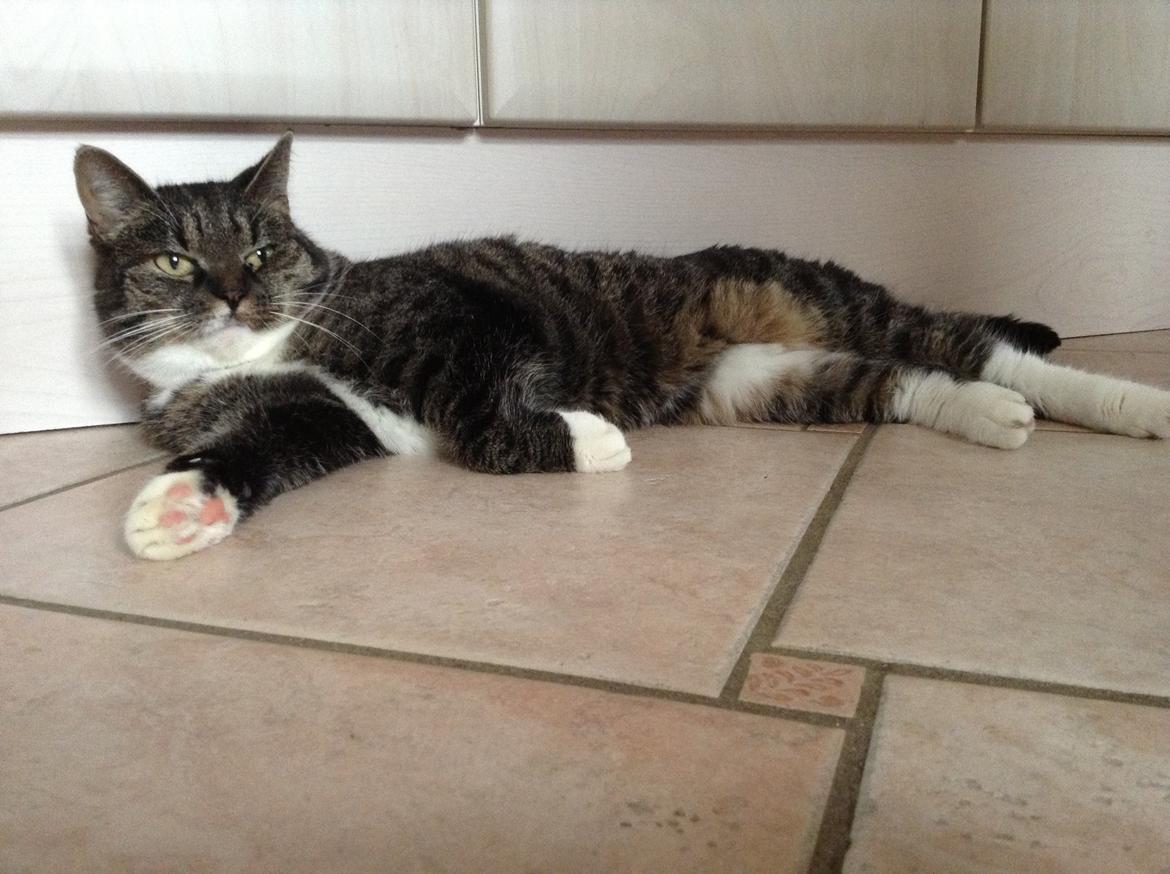 Huskat Line billede 17