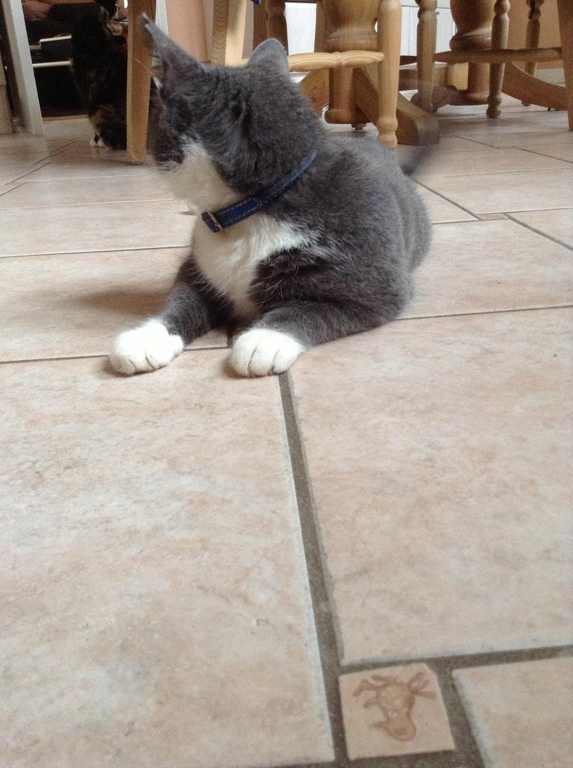 Huskat Poul billede 6