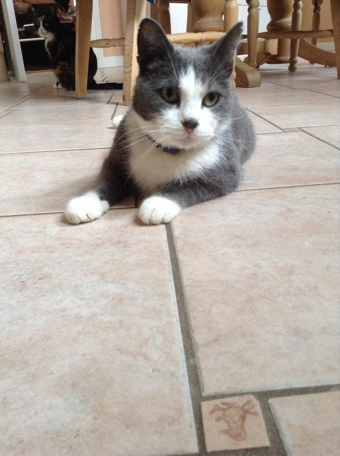 Huskat Poul billede 7