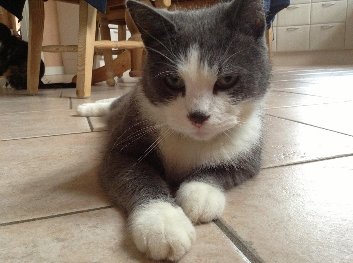 Huskat Poul billede 8