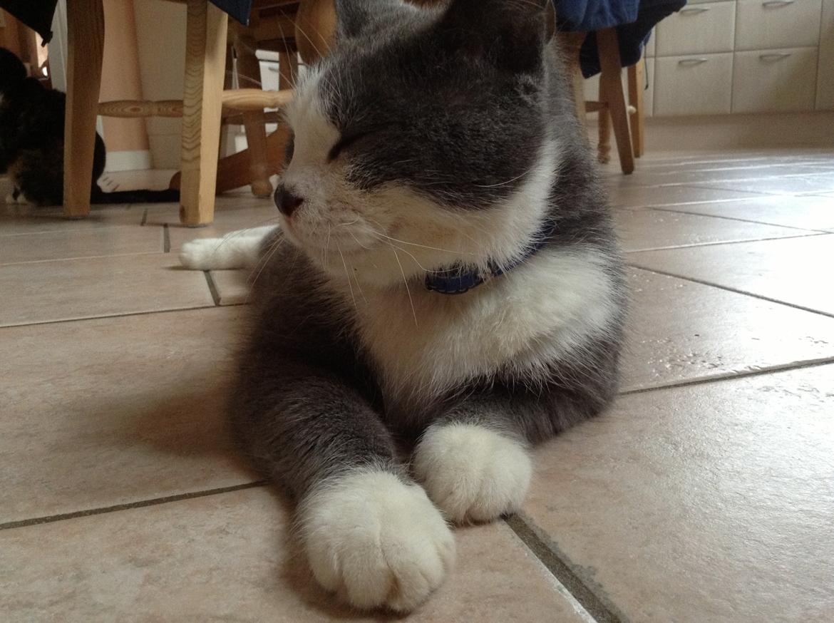 Huskat Poul billede 9