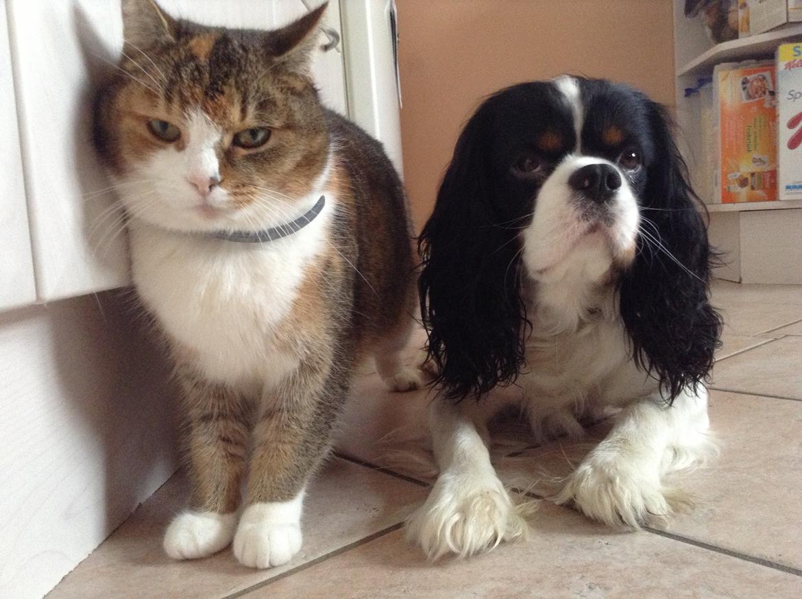 Blanding af racer Vivi billede 10