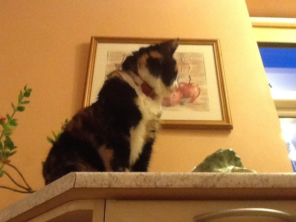 Huskat Mille R.I.P billede 10