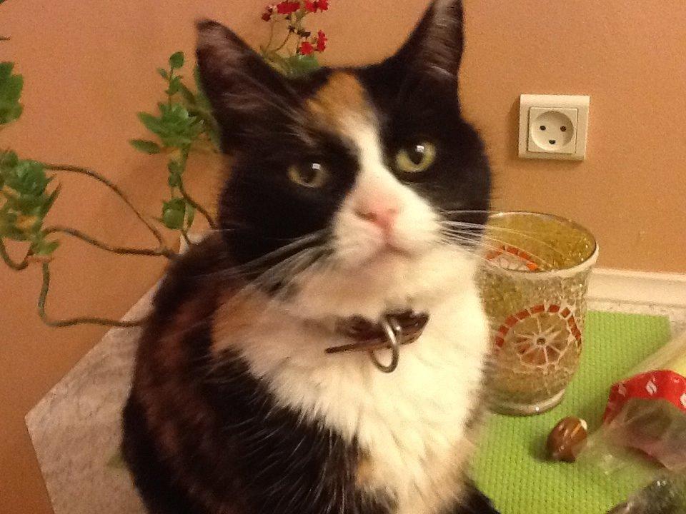 Huskat Mille R.I.P billede 11