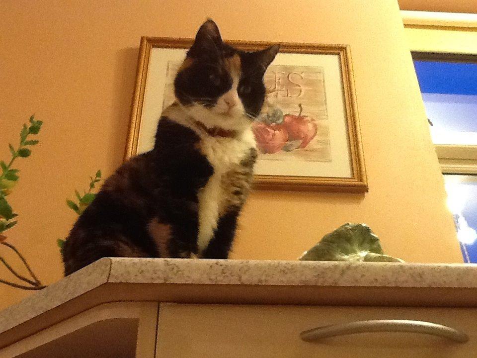 Huskat Mille R.I.P billede 12