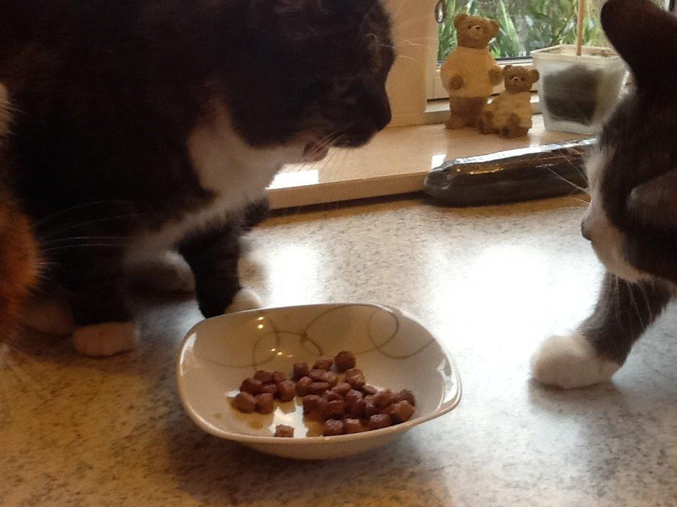 Huskat Line billede 18