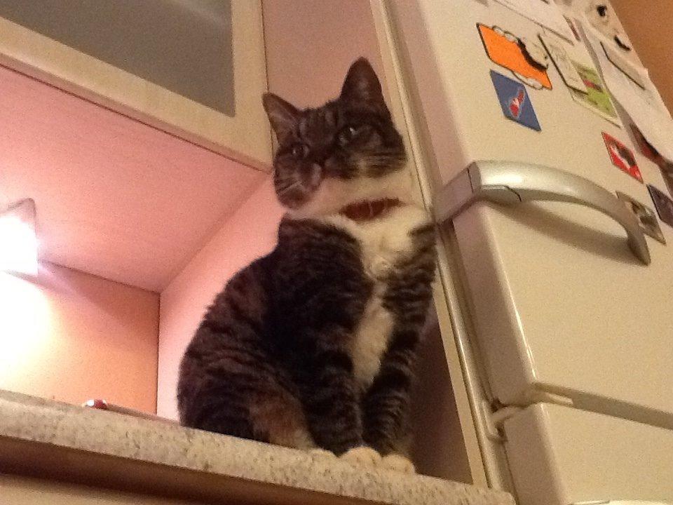 Huskat Line billede 20