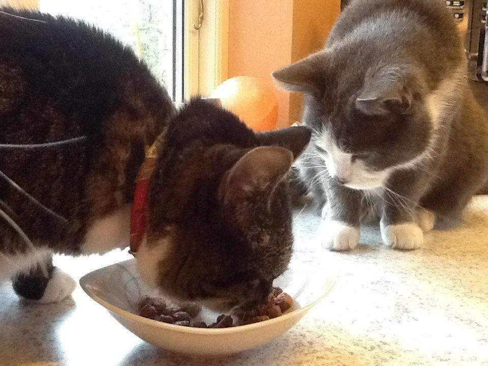 Huskat Poul billede 10