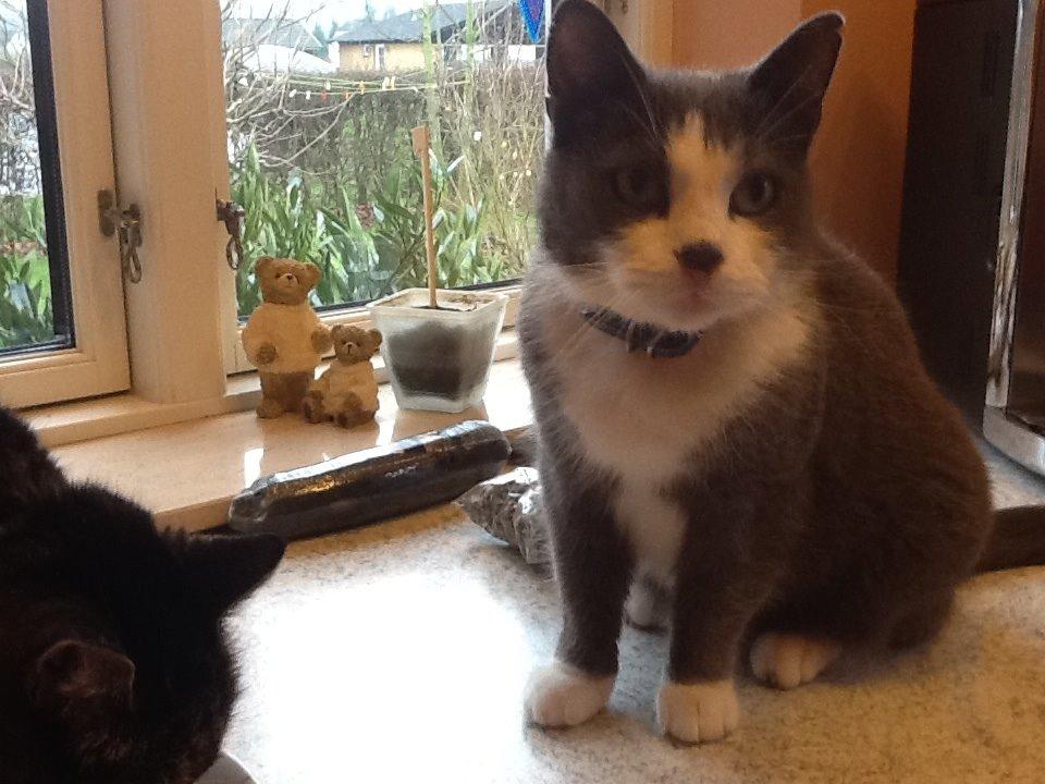 Huskat Poul billede 11