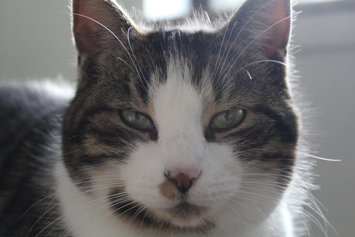 Huskat Trulle (Troels) billede 14