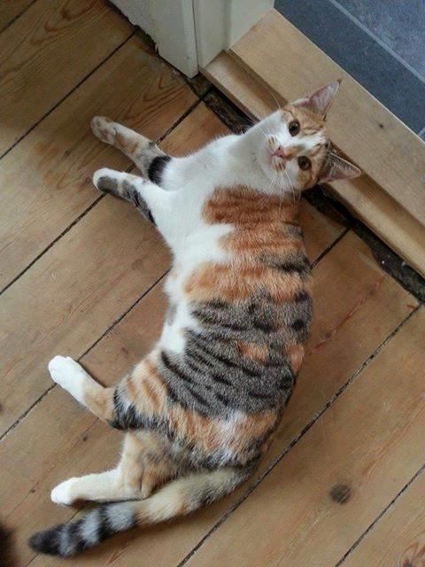 Huskat Bella - Bella 8 måneder  billede 1