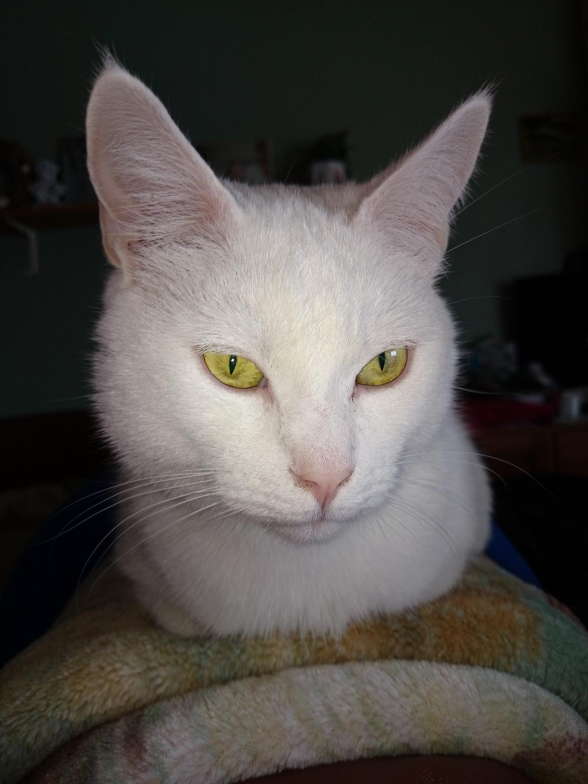 Blanding af racer Max billede 39