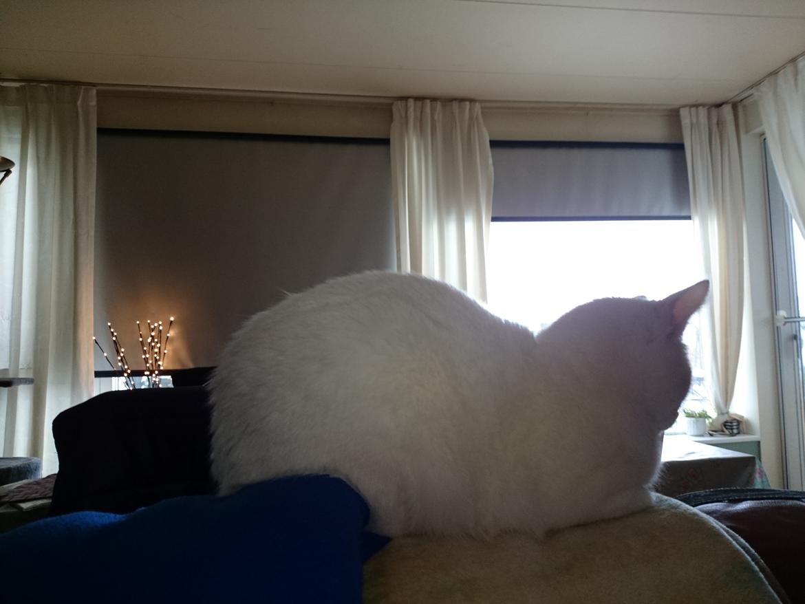 Blanding af racer Max billede 40