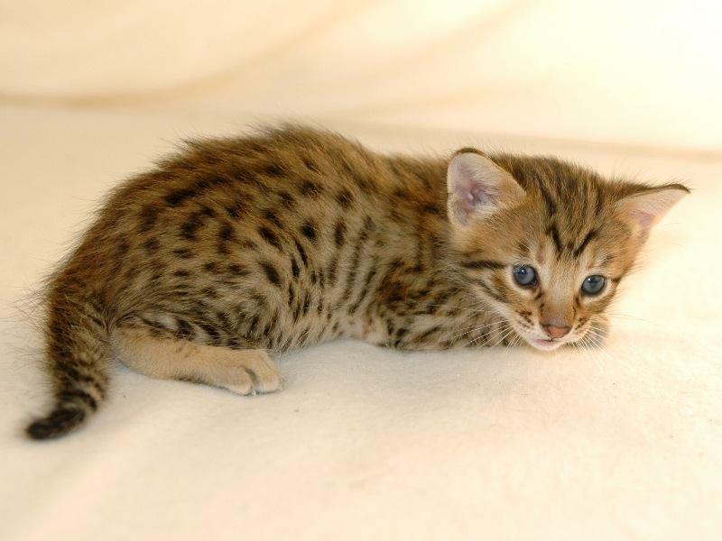 Savannah Kiwanga Yakira (i det daglige Kira) - 3½ uge (Billede er fra opdrætter) billede 2