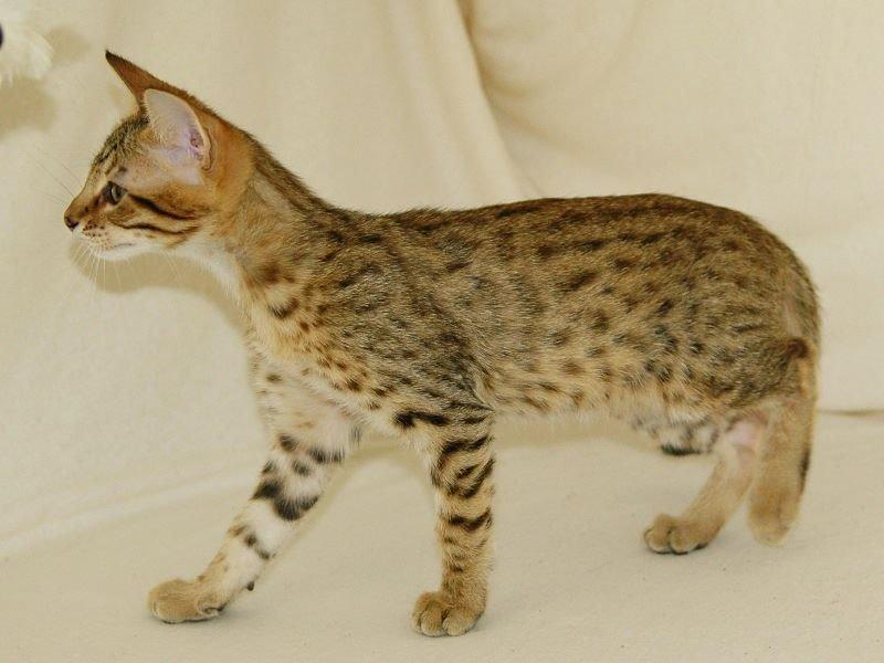 Savannah Kiwanga Yakira (i det daglige Kira) - 11 Uger (Billede er fra opdrætter) billede 4