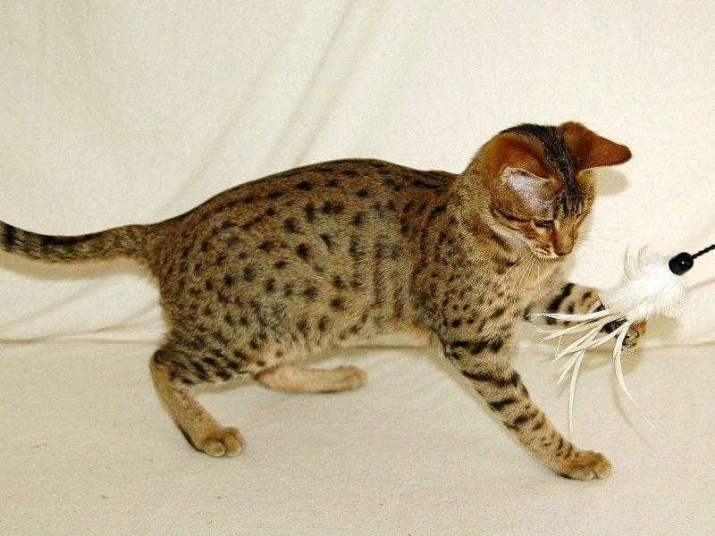 Savannah Kiwanga Yakira (i det daglige Kira) - 5 Måneder (Billede er fra opdrætter) billede 5