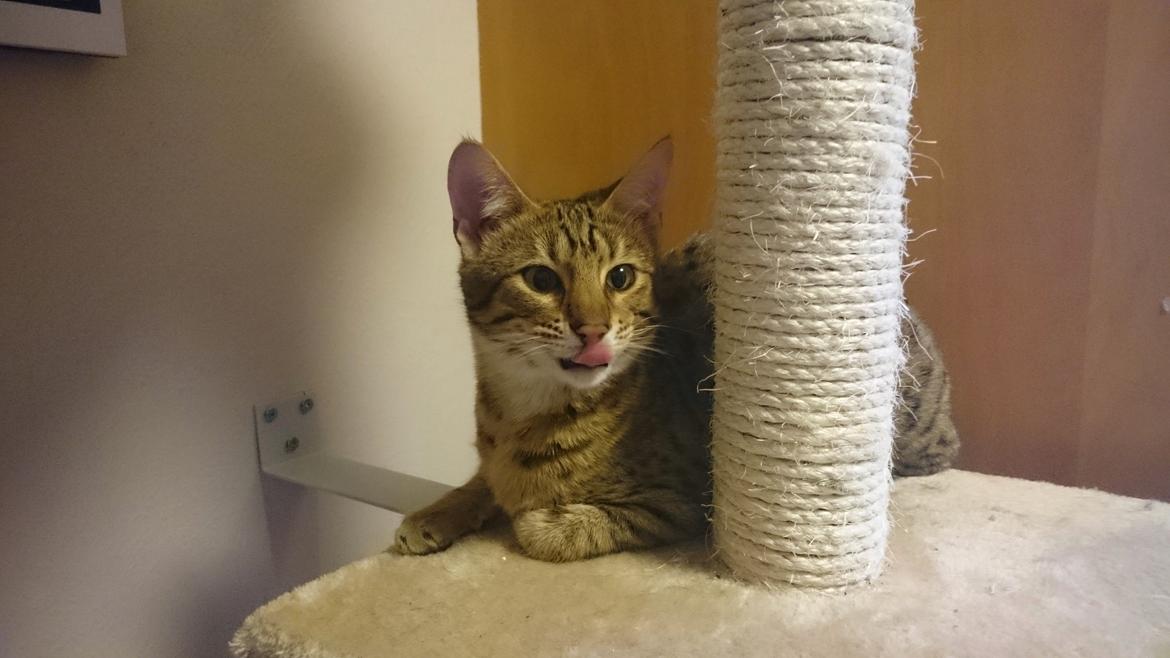 Savannah Kiwanga Yakira (i det daglige Kira) - 6 Måneder, billedet taget få dage efter jeg fik hende hjem billede 6