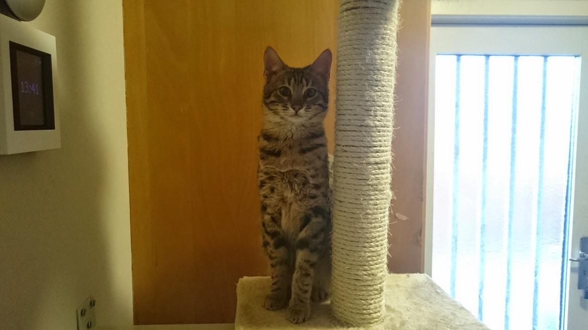 Savannah Kiwanga Yakira (i det daglige Kira) billede 7