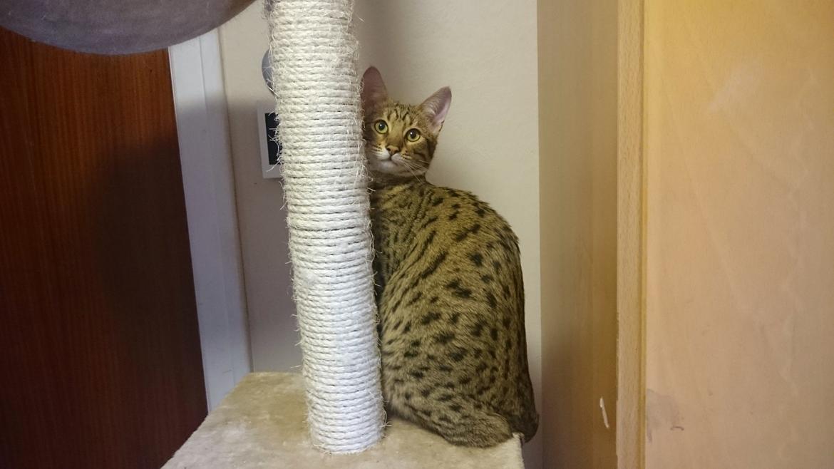 Savannah Kiwanga Yakira (i det daglige Kira) billede 8