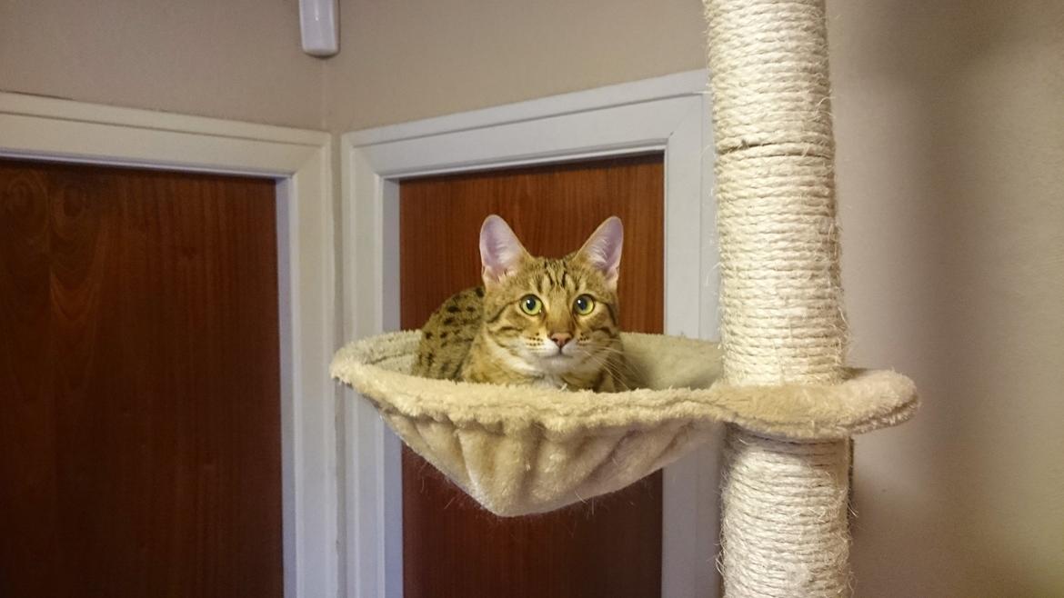 Savannah Kiwanga Yakira (i det daglige Kira) billede 9