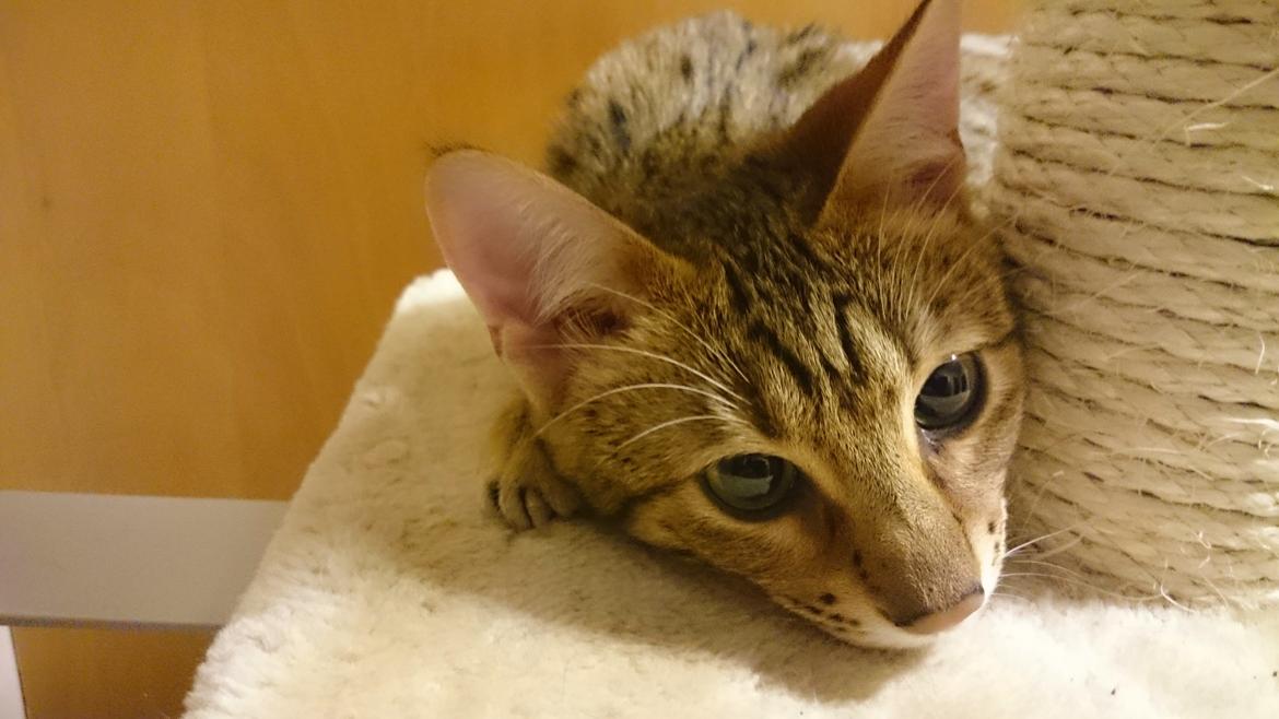 Savannah Kiwanga Yakira (i det daglige Kira) - Er jeg ikke sød ;-) billede 10