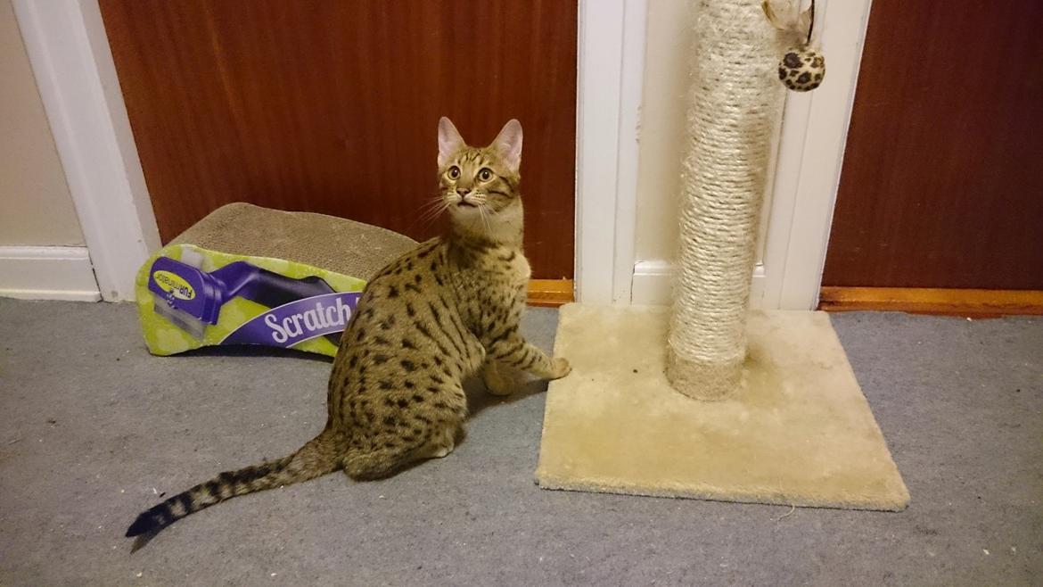 Savannah Kiwanga Yakira (i det daglige Kira) billede 11