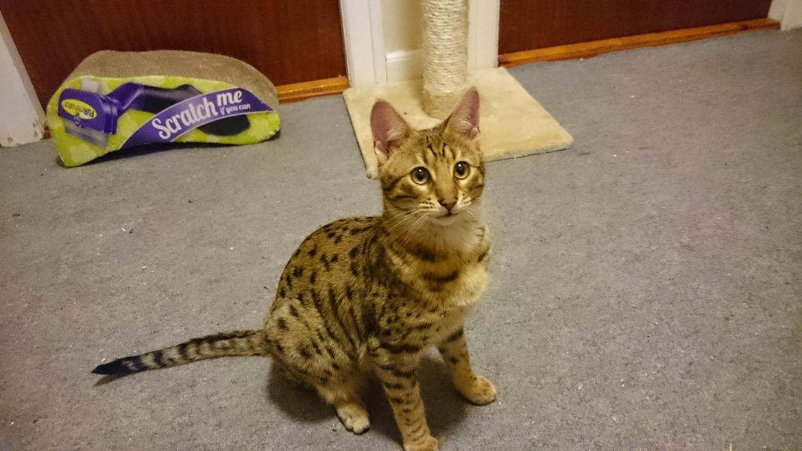 Savannah Kiwanga Yakira (i det daglige Kira) billede 12